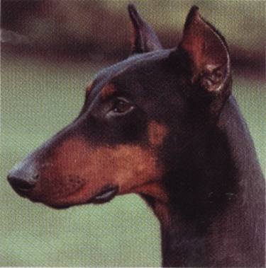 Taglio di orecchie dobermann