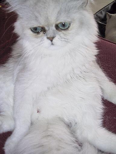 pene felino con le spine