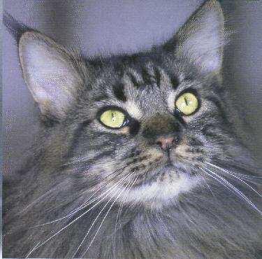 La Storia Dei Gatti A Pelo Lungo