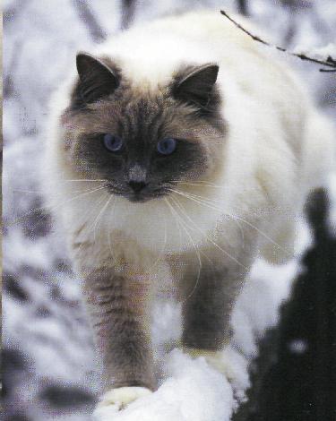 La Storia Dei Gatti A Pelo Lungo