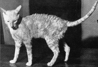 Esistono Gatti Ideali Per Chi Soffre Di Allergie
