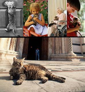 Non abbandonare gli animali Non abbandonare gli animali