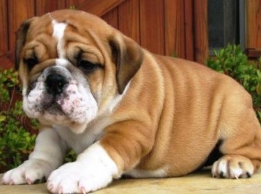 La classificazione delle razze canine