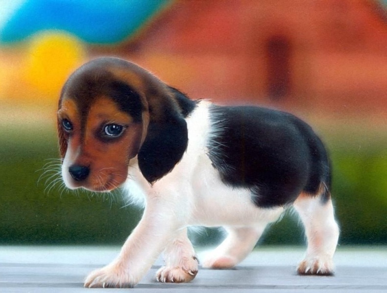 Le razze di cani