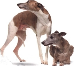 Whippet