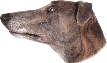 Greyhound o Levriere inglese