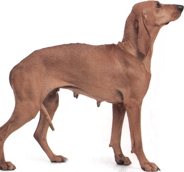 Greyhound o Levriere inglese