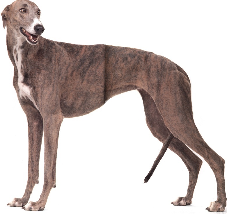 Greyhound o Levriere inglese