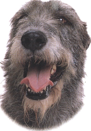 Levriere irlandese o Irish wolfhound