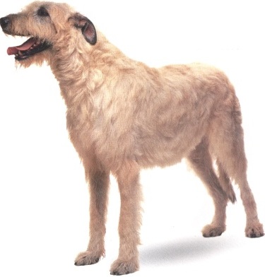 Levriere irlandese o Irish wolfhound