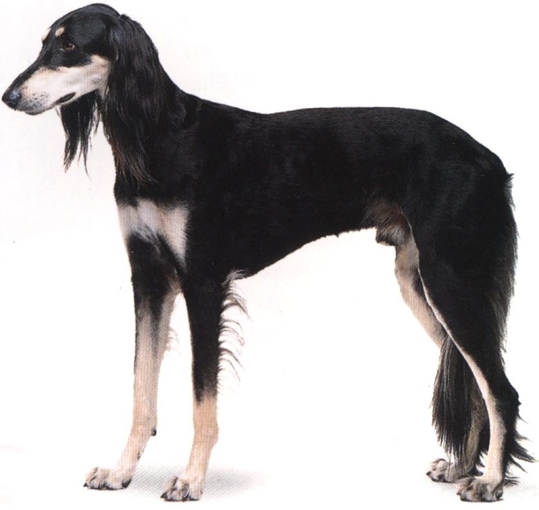 Saluki o levriere persiano