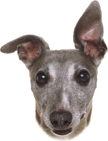 Whippet