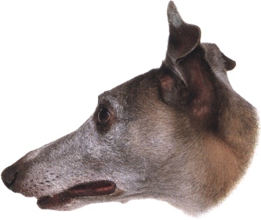 Whippet