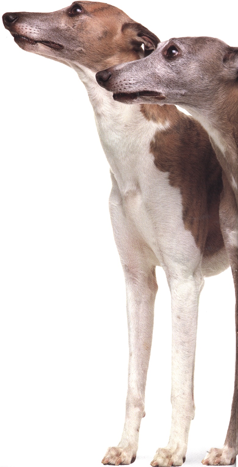 Whippet