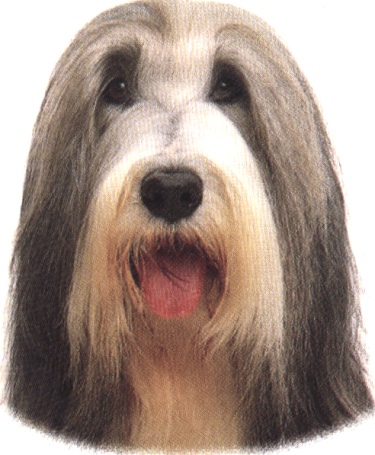 Bearded collie