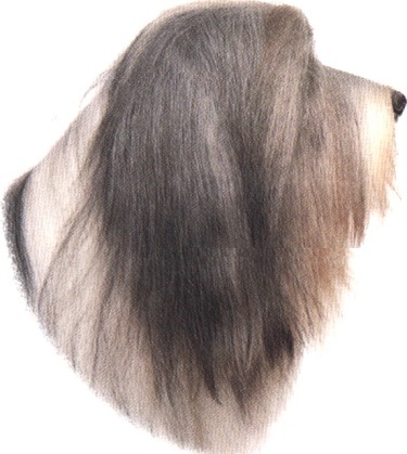 Bearded collie