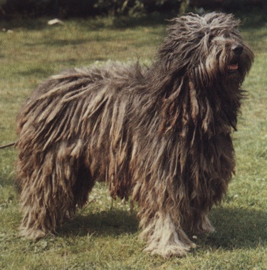 Bearded collie
