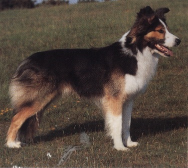Bearded collie