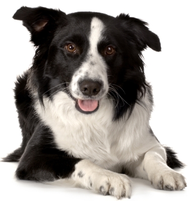 Bearded collie