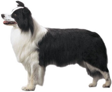 Bearded collie