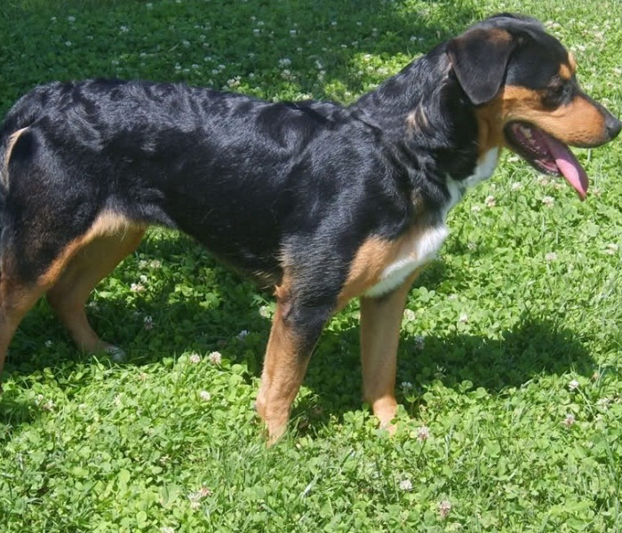 Gruppo 1: Cani da pastore e bovari