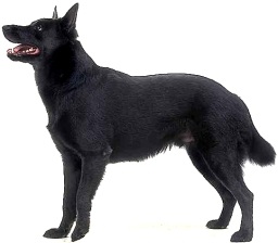 Australian Kelpie