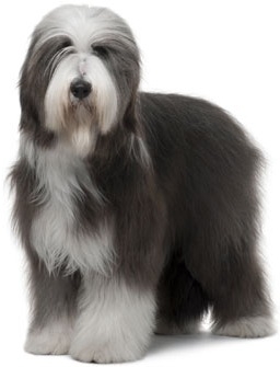 Bearded collie