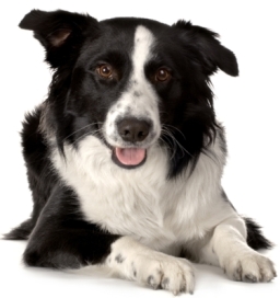 Border collie