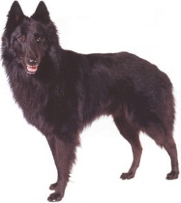 Pastore belga - Groenendael
