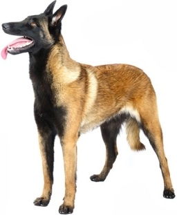 Pastore belga - Malinois