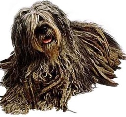 Pastore bergamasco