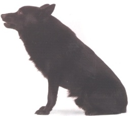Schipperke
