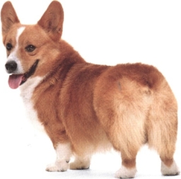 Welsh Corgi Pembroke