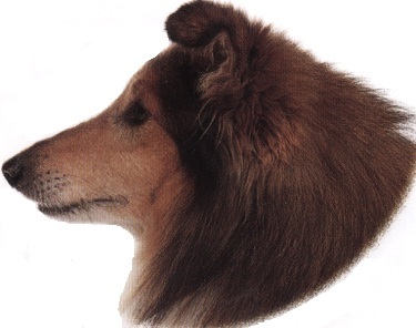 Pastore delle Shetland