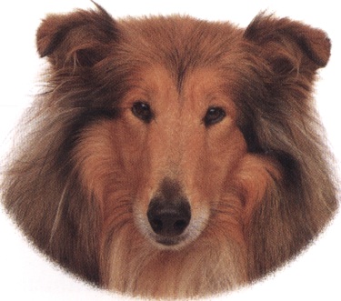 Pastore scozzese o collie