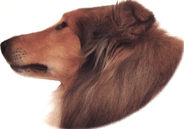 Pastore scozzese o collie