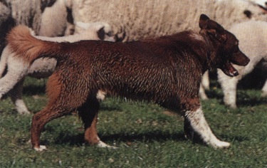 Pastore scozzese o collie