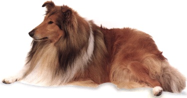 Pastore scozzese o collie