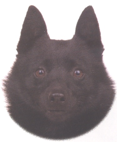 Schipperke