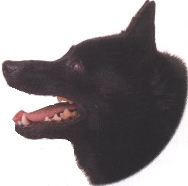 Schipperke