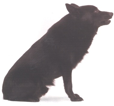 Schipperke