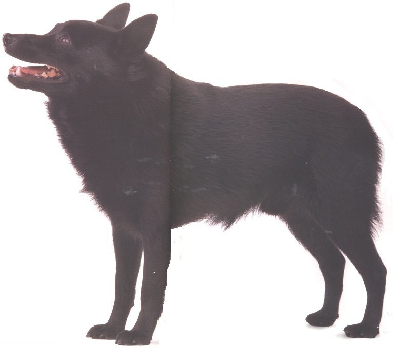 Schipperke