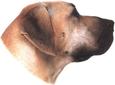 Alano