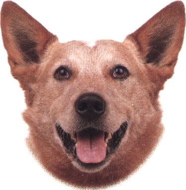 Bovaro australiano
