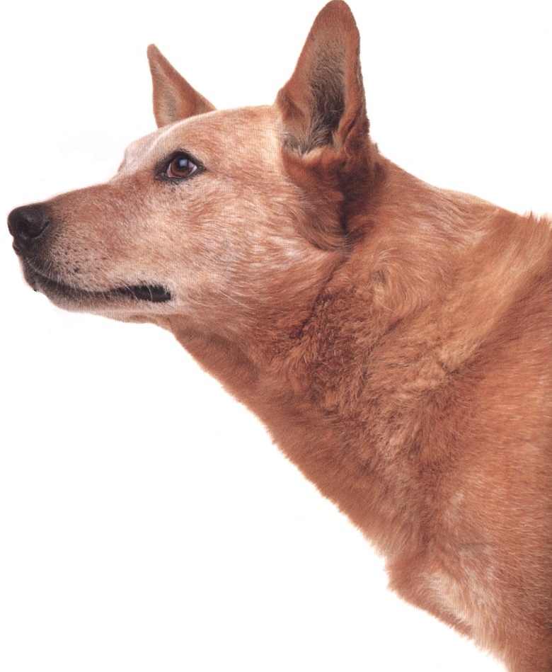 Bovaro australiano