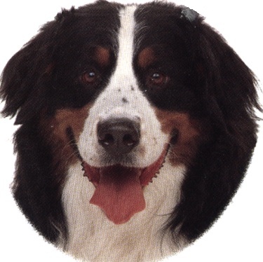 Bovaro bernese