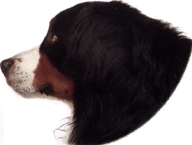 Bovaro bernese