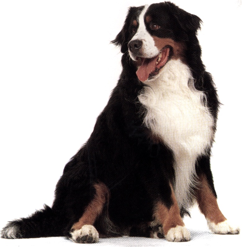 Bovaro bernese