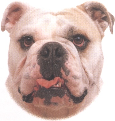 Bulldog