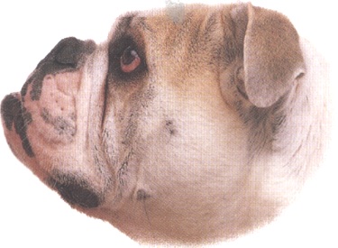 Bulldog